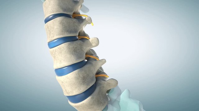 Human lumbar spine model demonstrating normal discs