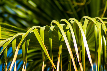 Palm trees at sunset light