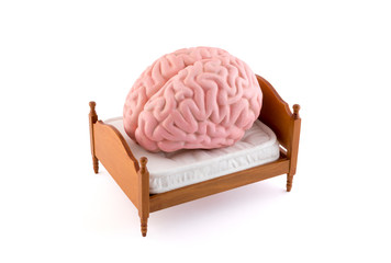 Human brain resting on the bed isolated on white background