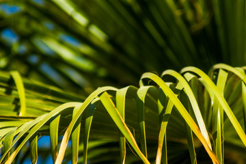 Palm trees at sunset light