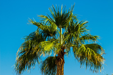 Palm trees at sunset light