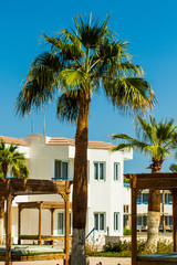 Palm trees at sunset light