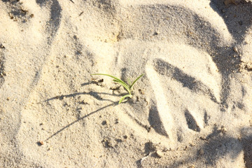 Hoofprint in sand