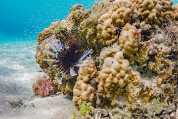 ハナミノカサゴ / Pterois volitans