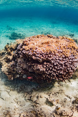 加計呂麻島の珊瑚礁と熱帯魚