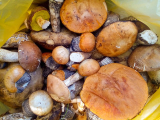 Fresh mushrooms of different types lie in a yellow plastic bag.