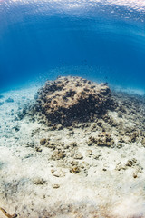 加計呂麻島の珊瑚礁と熱帯魚