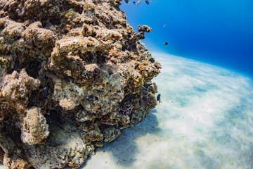 Fototapeta na wymiar 加計呂麻島の珊瑚礁と熱帯魚