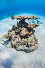 加計呂麻島の珊瑚礁