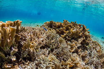 加計呂麻島の珊瑚礁と熱帯魚