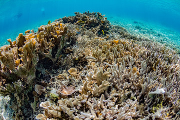 Naklejka na ściany i meble 加計呂麻島の珊瑚礁と熱帯魚