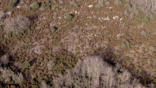 bosque desde el aire