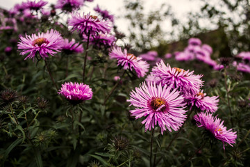 Fototapeta premium Daisy flower