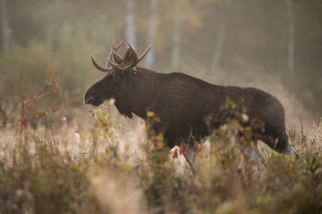 Mammal - bull moose (Alces)