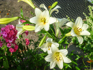 White lily flowers (Lílium) grew in the summer in a village in northern Russia.