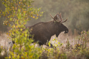 Naklejka na ściany i meble Mammal - bull moose (Alces)