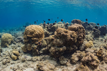 Fototapeta na wymiar 加計呂麻島の珊瑚礁と熱帯魚