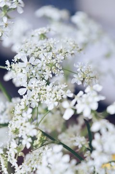 white flowers © Yentl