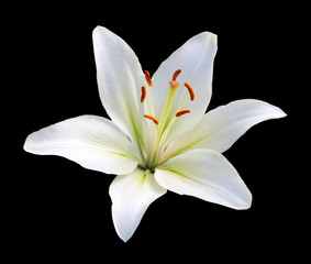 Fototapeta na wymiar White lily with copy space against