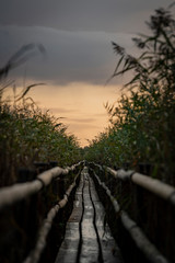 Sunrise morning in the lake side with wooden path between tall reeds.