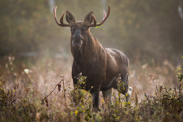 Mammal - bull moose (Alces)