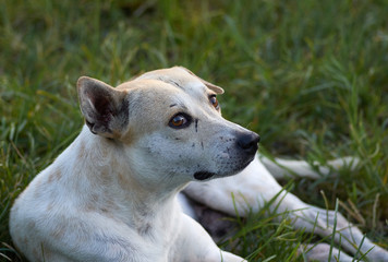 Naklejka na ściany i meble White stray dog lying down on grass