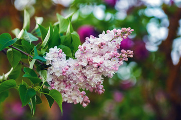Branch of pink lilac flowers with green leaves. Selective focus.