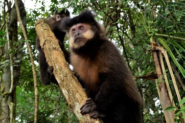 Monkey