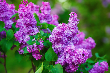 Obraz premium Purple lilac blooms in the garden. Lilac flowers with green leaves. Shallow depth of field. Selective focus.
