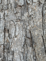 Tree bark texture for background