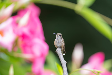 Perched Near Mandevilla