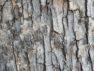 Tree bark texture for background