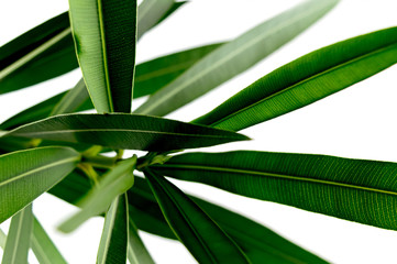 Green tropical plant leaves close up isolated on white background. High contrast creative nature photography. Abstract organic texture with space for text.