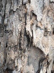 Tree bark texture for background