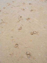 Horse footprints on the beach