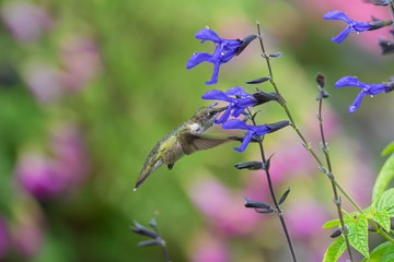 Salvia Lover