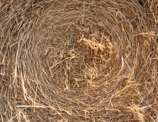 dry straw texture background