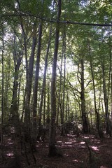 Naklejka premium Bosque