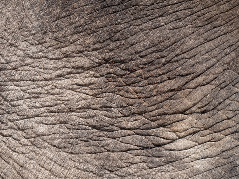 Elephant skin texture for background