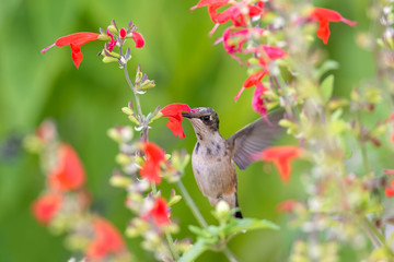 Stigma Style in Contact with Pollen on the Bird's Head