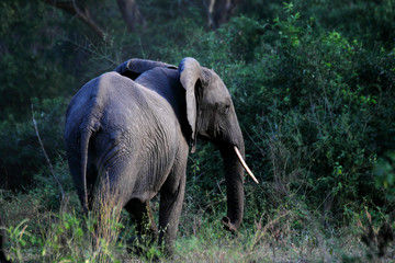 African elephant walking away.