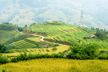 Fototapeta premium Rice field