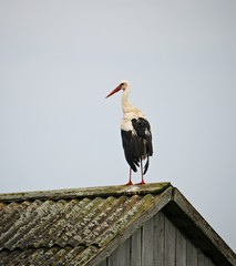 White stork on the roof of a house