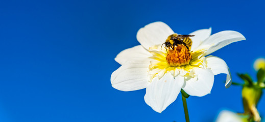 Obraz premium Bumble bee covered with yellow pollen collecting nectar from white flower against deep blue sky. Important for environment ecology sustainability.