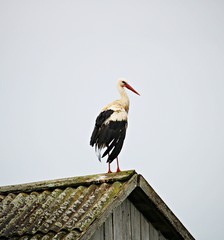 White stork on the roof of a house