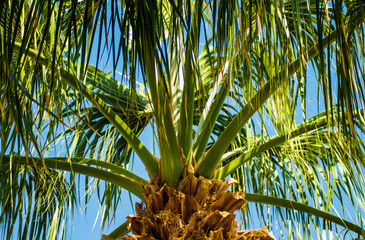 Palm trees at sunset light