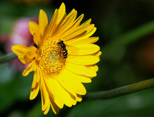 Hoverfly resting on a bright yellow Gerbera Flower Stamen