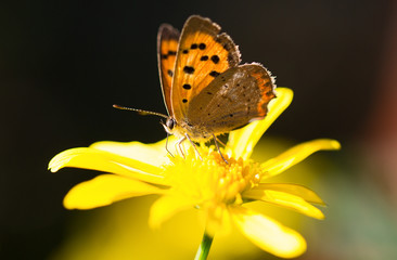 Small Copper Butterfyl (Lycaena phlaeas) resting on a yellow daisy flower