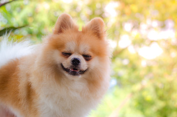 cute pomeranian dog relax on green grass,