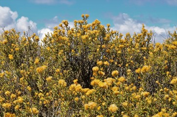 Fototapeta premium Flowers